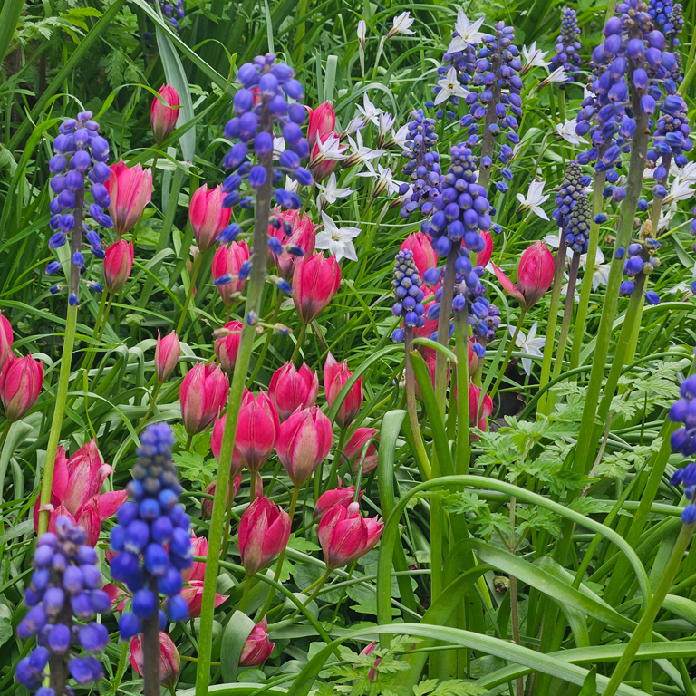 flowers at Gorsehill Abbey Farm