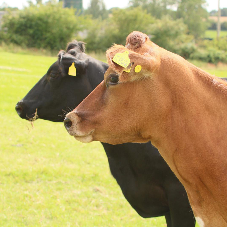 happy jersey cross cows smiling
