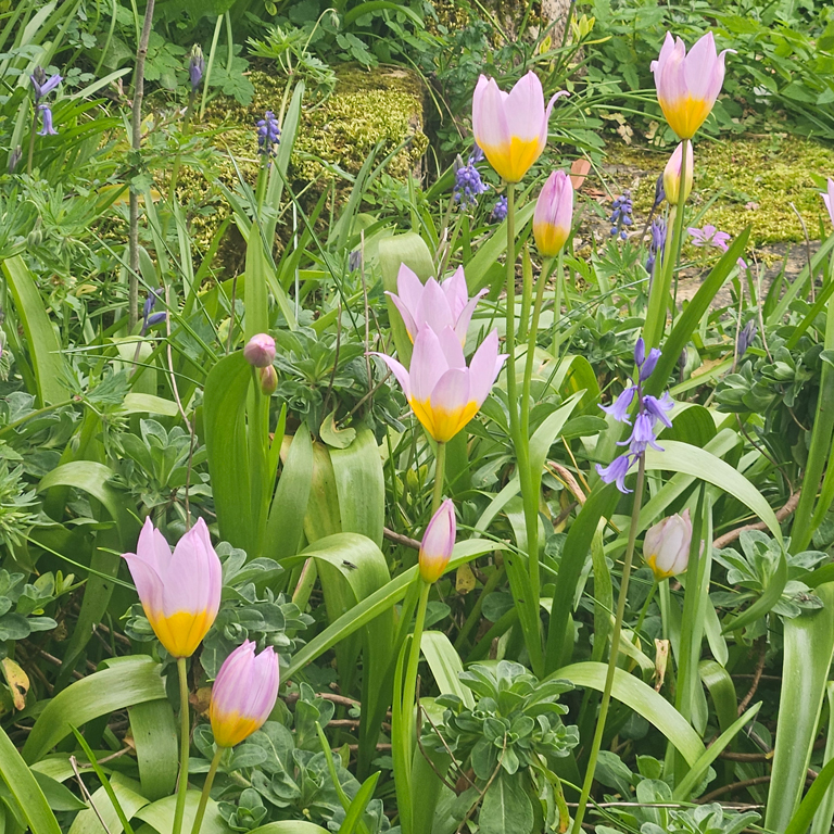 pink and yellow flowers at Gorsehill Abbey Farm